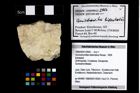 Foto (Objekt + Etikett) von Goniodromites bidentatus (Reuss, 1859)  (NHMW-GEO-1990-0041-2950)